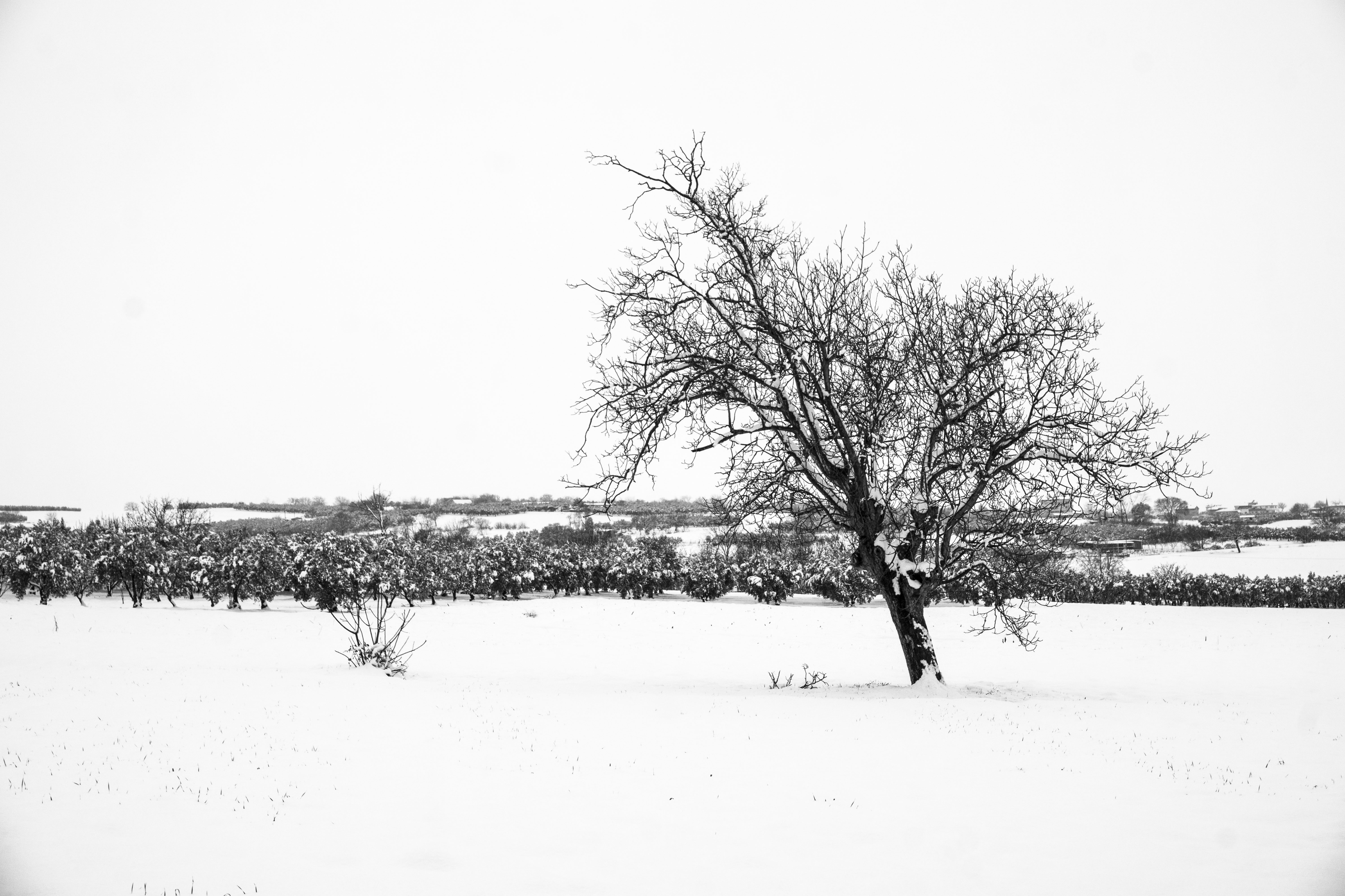 6000 x 4000wall_6a2d95ce36df0cd03134bcdcdcd9589d.jpg